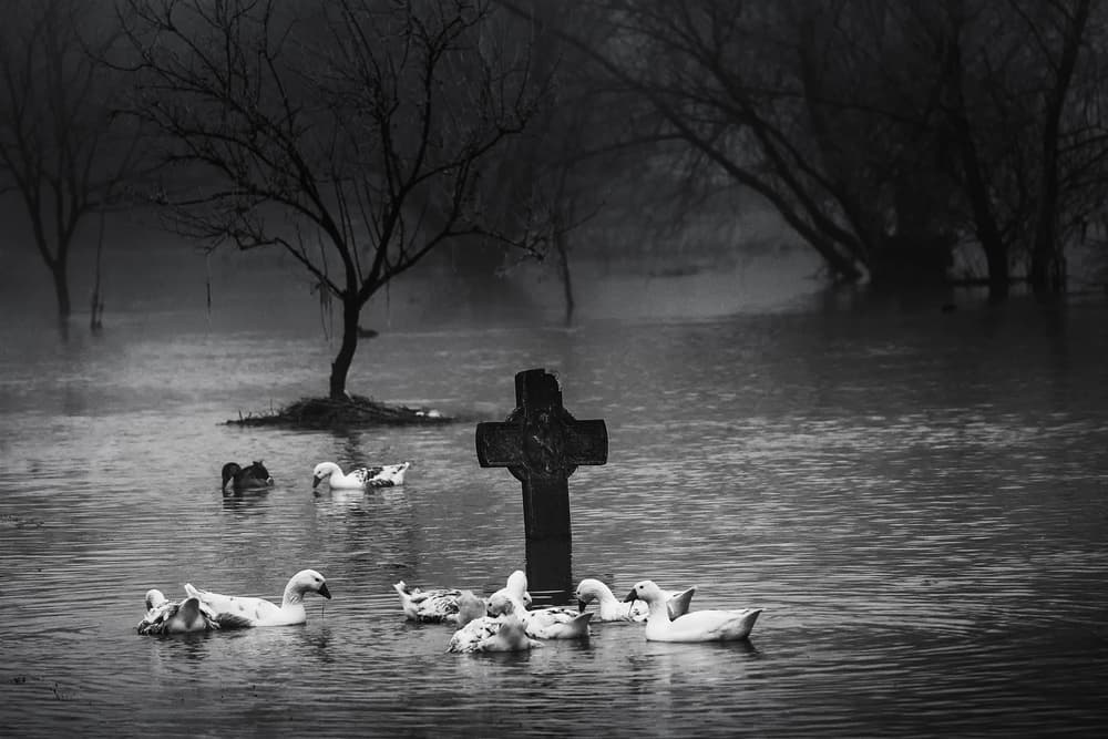 Ducks by Watery Grave by Marius Cinteza — canvas wall art