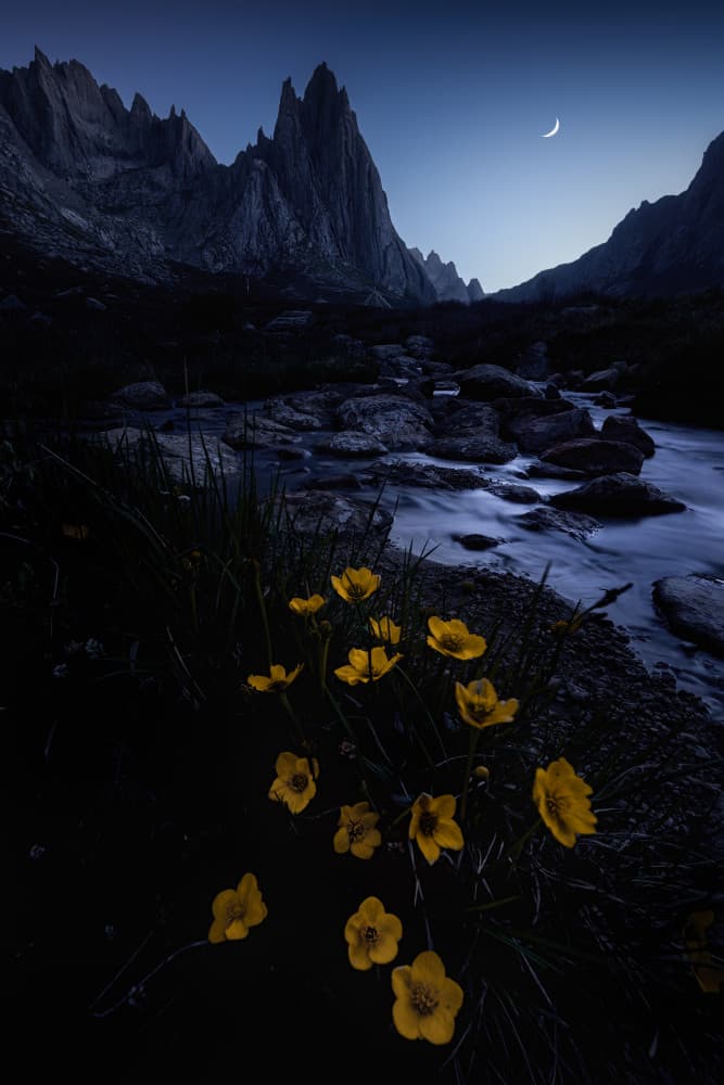 Moonlit Mountain Flowers by Yuan Cui — canvas wall art