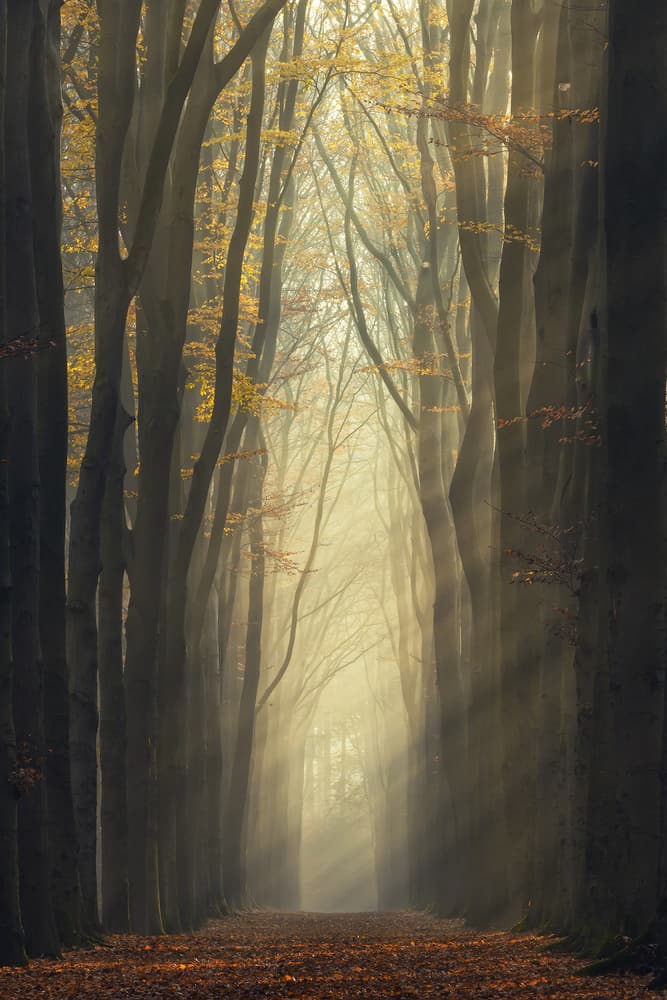 Golden Forest Path by NingYun Ye — canvas wall art