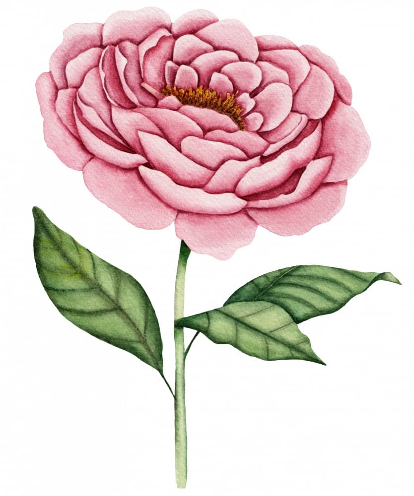 Pink Peony Bloom by Salome — canvas wall art