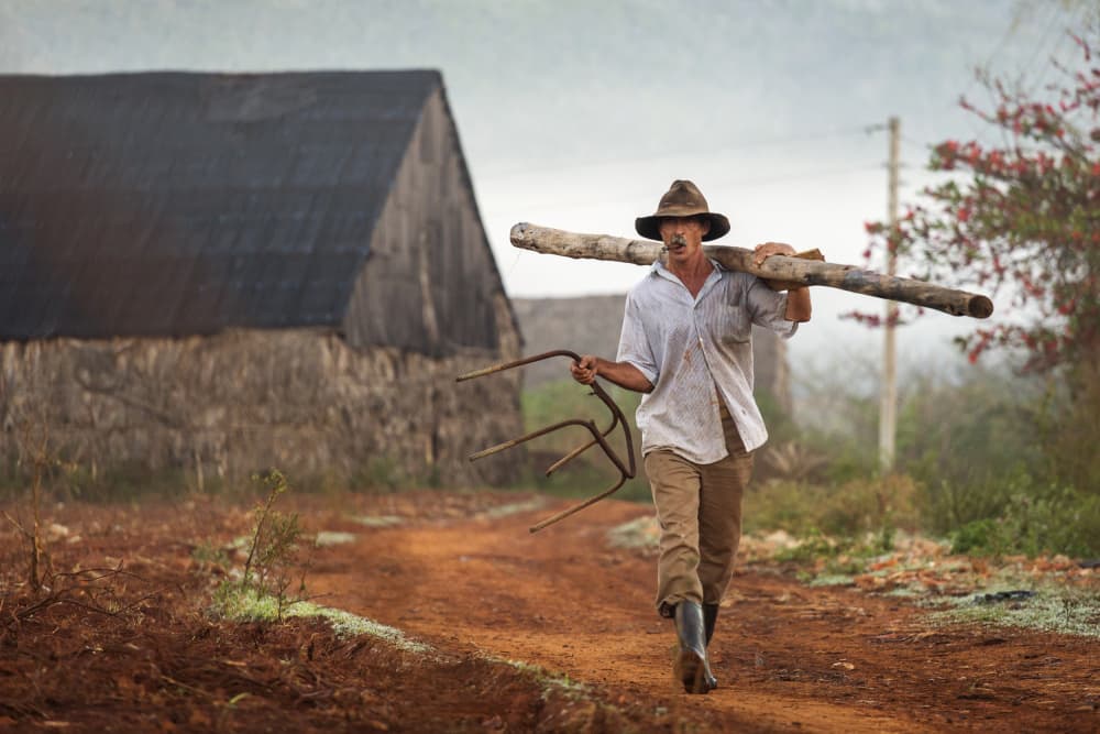 Cuban Farmer Carrying Wood by Dan Mirica — canvas wall art