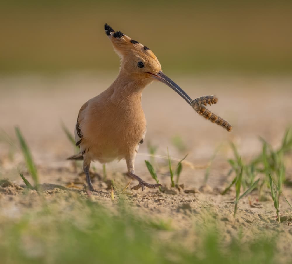 Hoopoe's Tasty Catch by Judy Tseng — canvas wall art