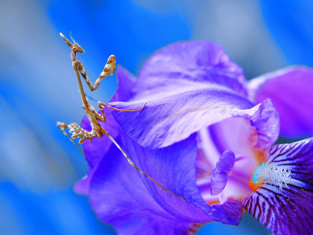 Praying Mantis on Purple Iris by Thierry Dufour — canvas wall art