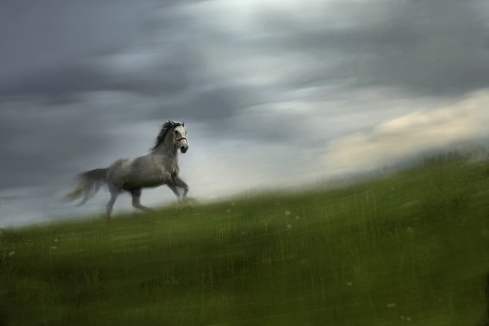 Galloping Through Mist by Milan Malovrh — canvas wall art
