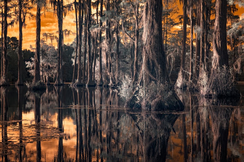 Orange Sky Cypress Swamp by Benton Murphy — canvas wall art