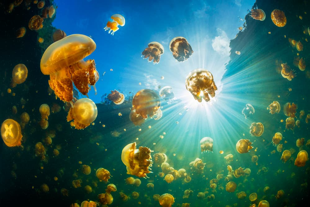 Golden Jellyfish Sunbeams by Barathieu Gabriel — canvas wall art