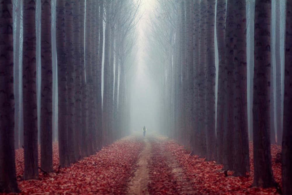 Misty Autumn Path by TONY GORAN — canvas wall art