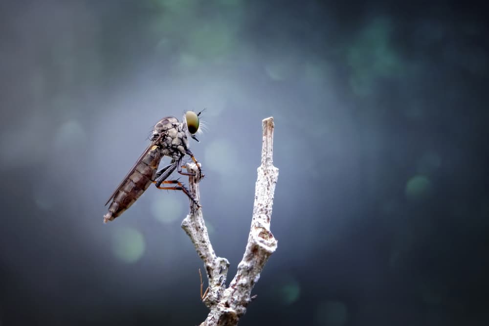 Robber Fly Gaze by Fauzan Maududdin — canvas wall art