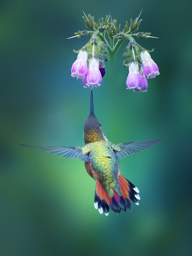 Hummingbird Nectar Sip by Qing Zhao — canvas wall art