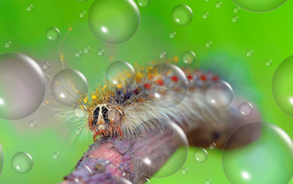 Dreamy Caterpillar Bubbles by Thierry Dufour — canvas wall art