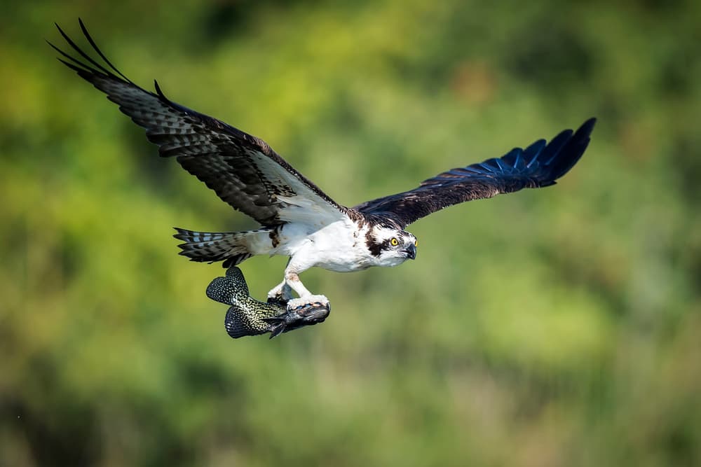 Osprey Flying With Fish by David H Yang — canvas wall art