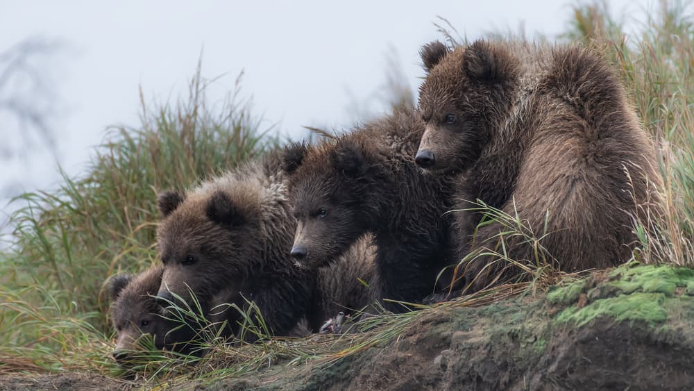 Grizzly Bear Cubs Huddle by Siyu_Wei APA — canvas wall art