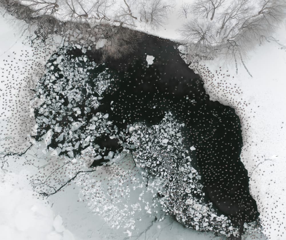Icy River Birds by Ruiqing P. — canvas wall art