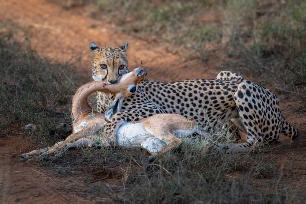 Cheetah's Gazelle Kill by Jeffrey C. Sink — canvas wall art