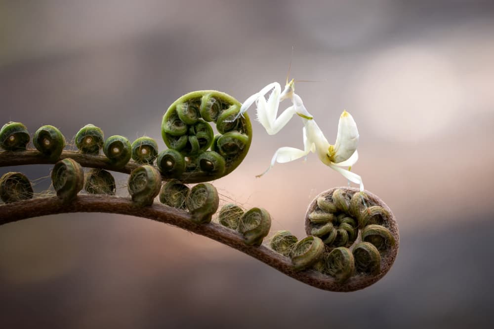 Orchid Mantis Fern Spiral by Fauzan Maududdin — canvas wall art