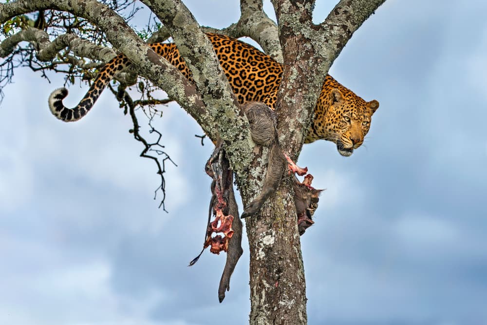 African Leopard's Meal by Xavier Ortega — canvas wall art