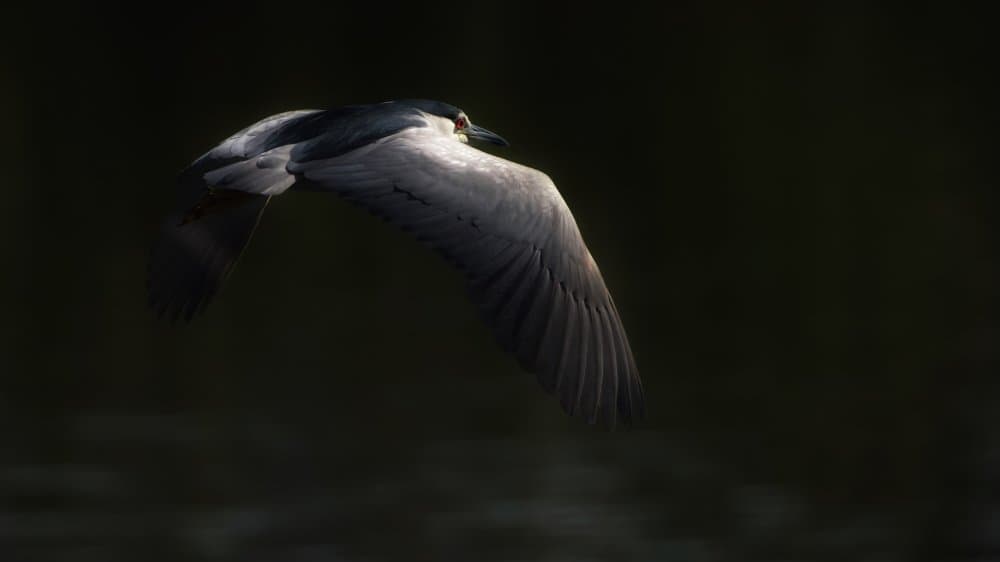 Night Heron in Flight by David Manusevich — canvas wall art