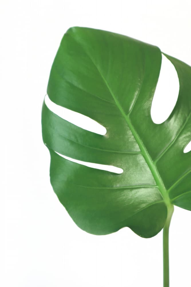 Fresh Green Monstera by Rosana Laiz Blursbyai — canvas wall art