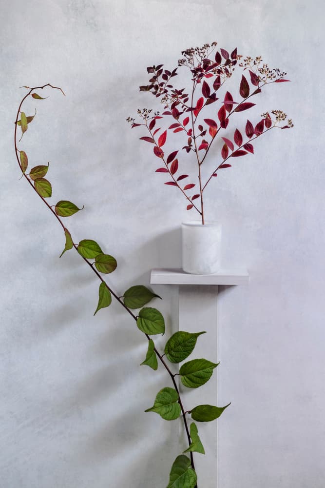 Botanical Duo by Stephen Clough — canvas wall art
