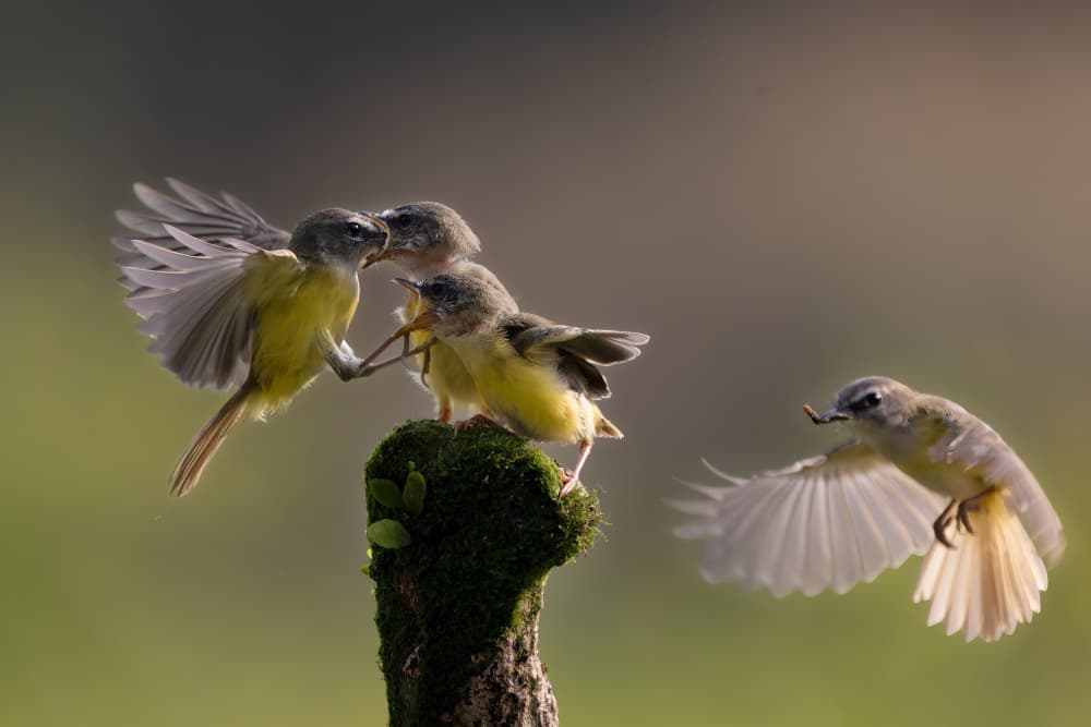 Baby Birds Feeding by Lisdiyanto Suhardjo — canvas wall art