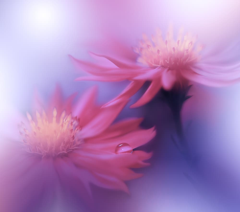 Soft Pink Dewdrop by Juliana Nan — canvas wall art