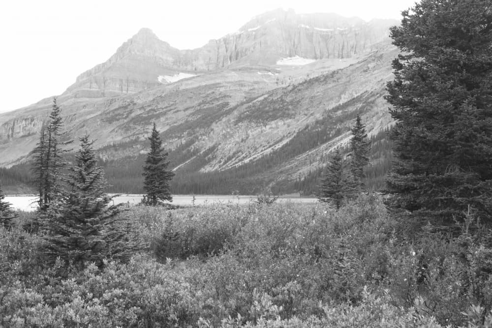 Serene Mountain Wilderness by Lynann Colligan — canvas wall art