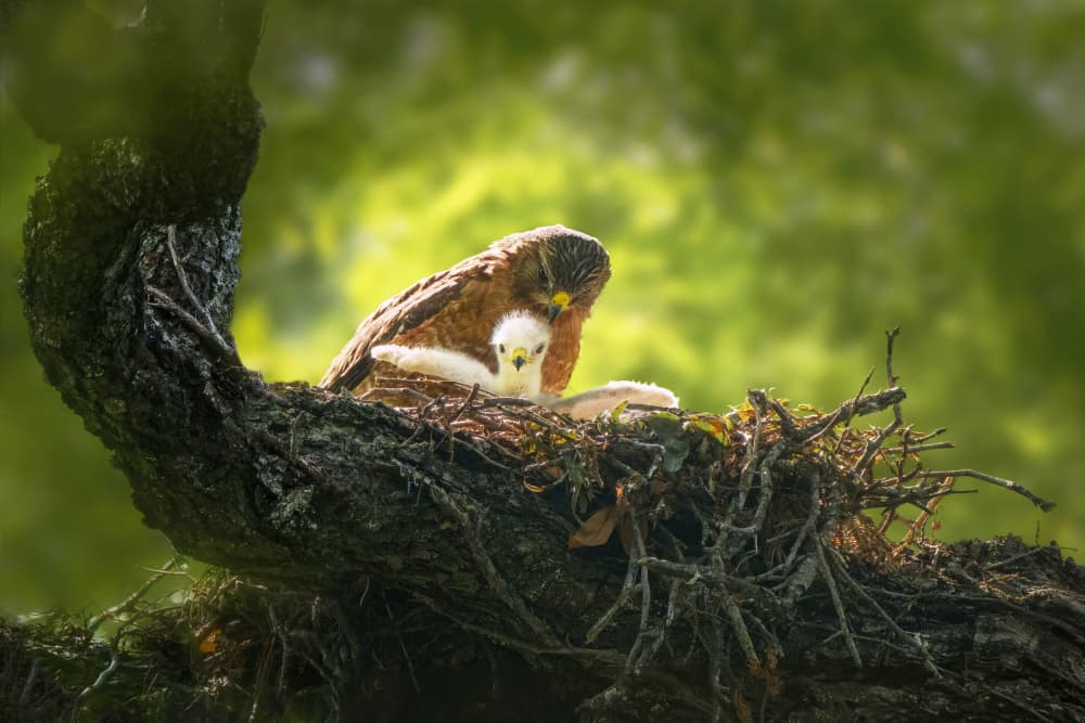 Mother Hawk with Chick by Qing Zhao — canvas wall art
