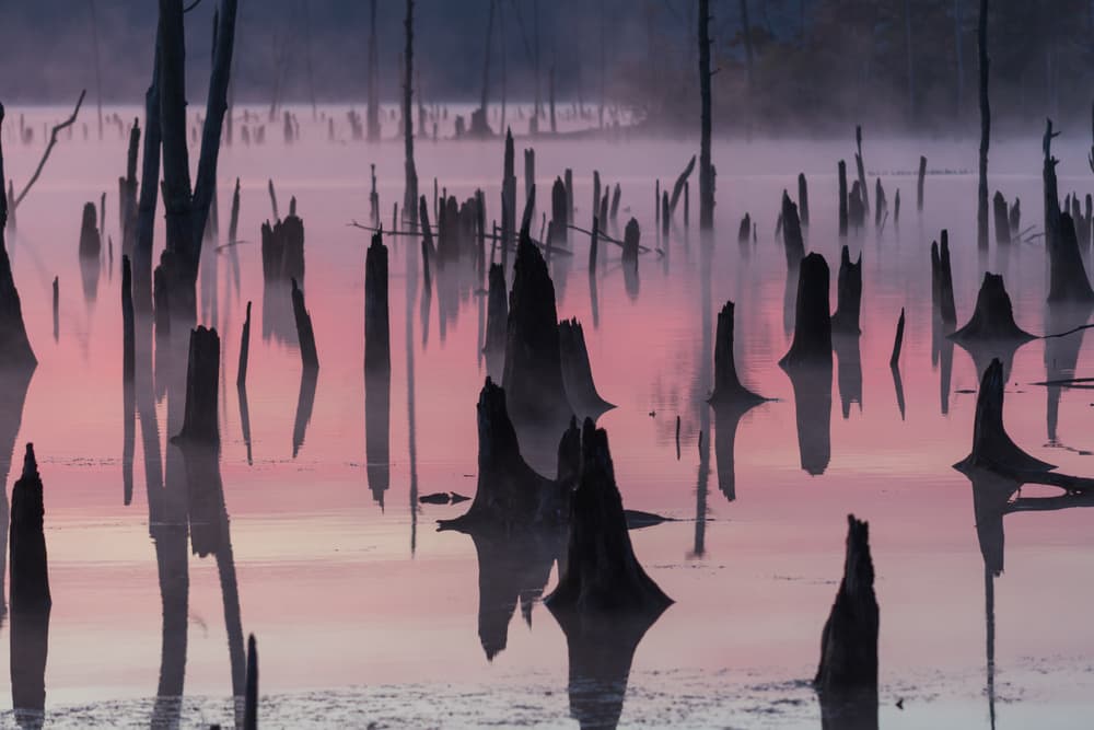 Misty Pink Swamp by 李从军 / Austin Li — canvas wall art