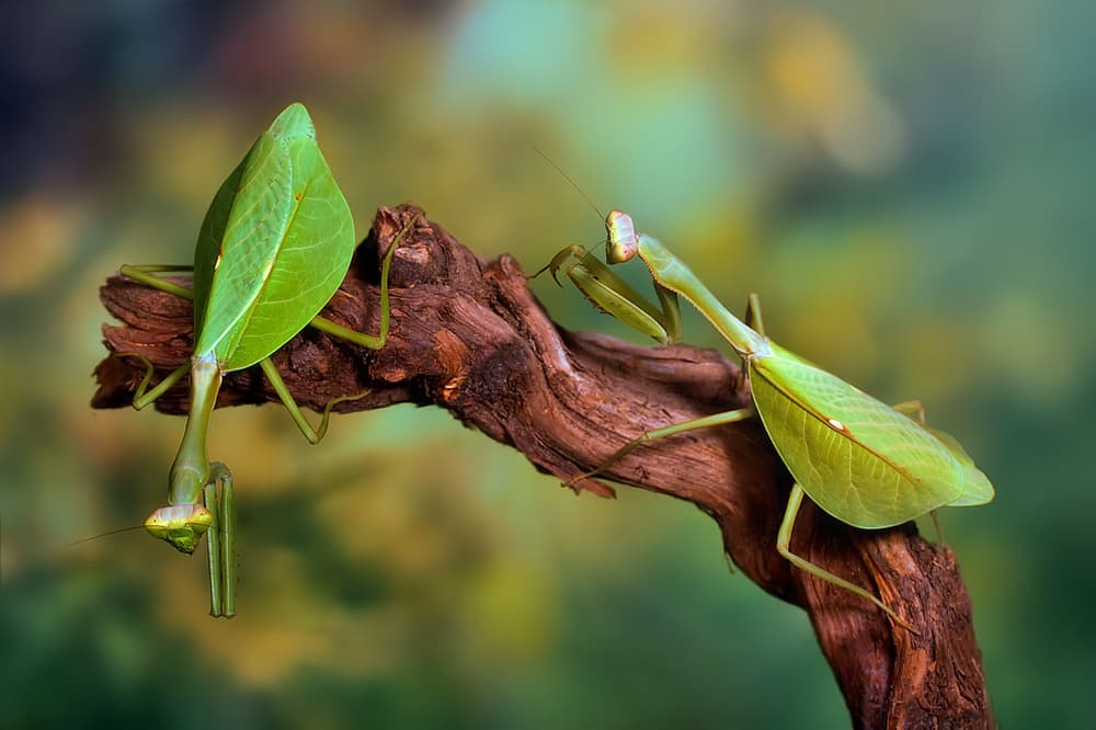 Green Praying Mantis Pair by Jimmy Hoffman — canvas wall art