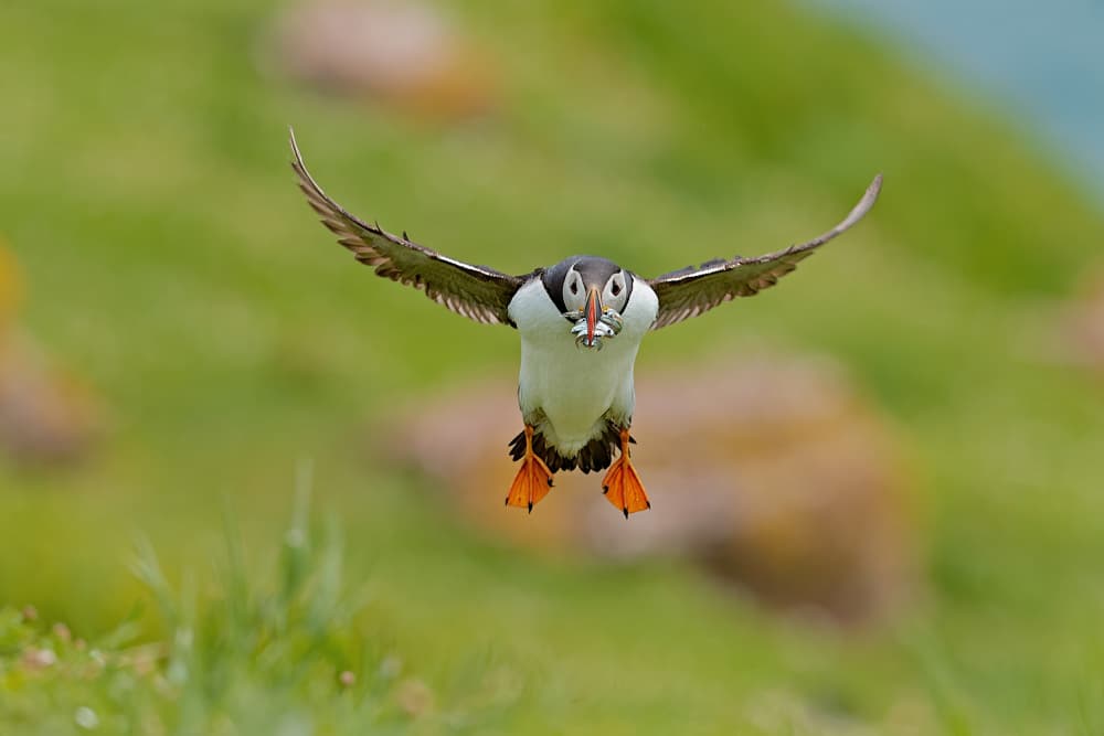 Puffin Landing with Fish by Stuart Williams — canvas wall art