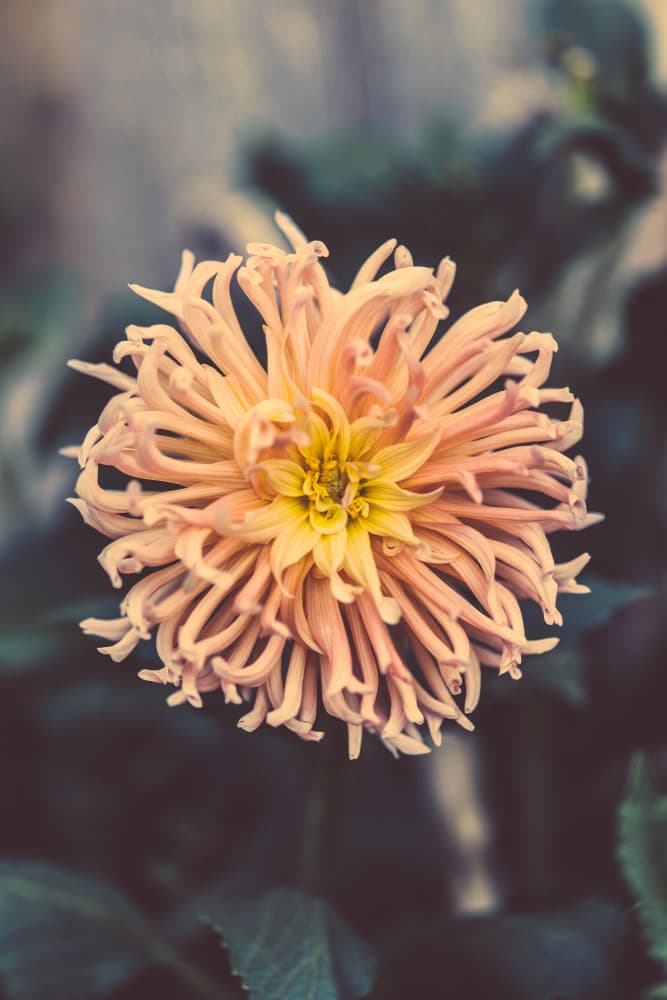 Peach Dahlia Bloom by Javier Pardina — canvas wall art