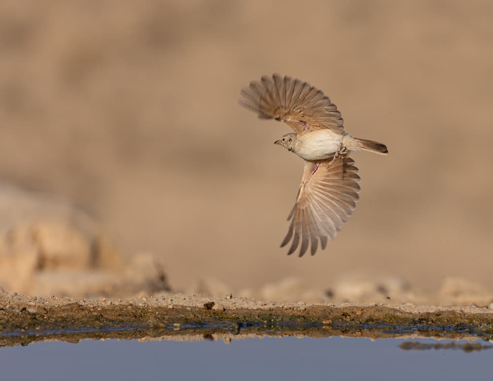 Desert Bird in Flight by Gila Koller — canvas wall art