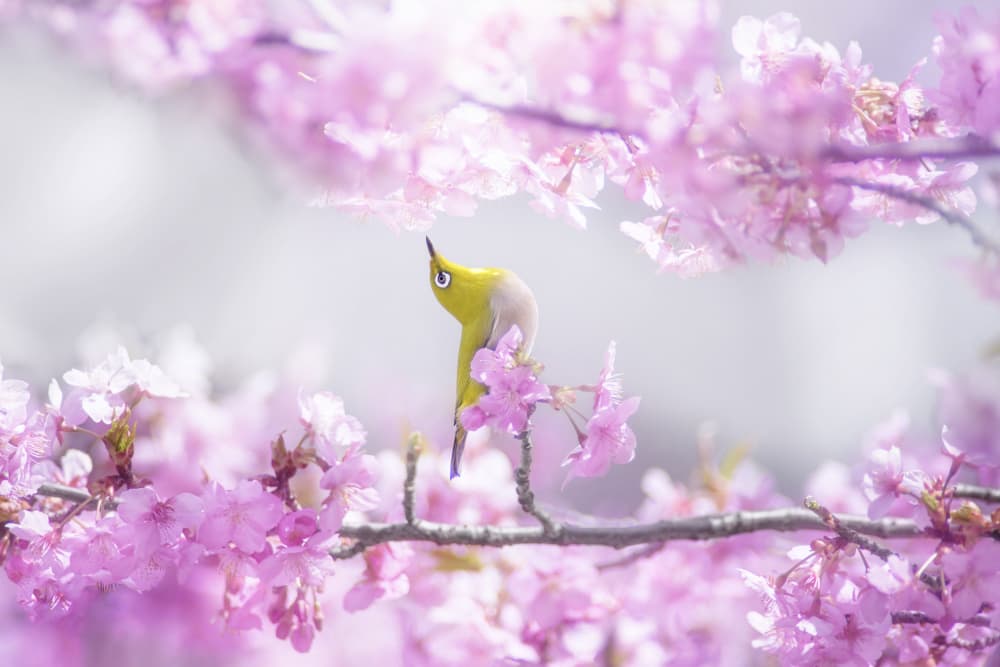 Pink Blossom Bird by Takashi Suzuki — canvas wall art