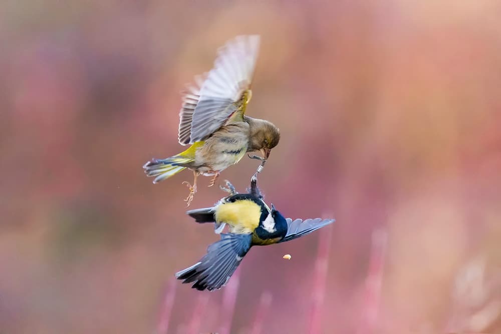 Mid-Air Bird Scramble by Marco Redaelli — canvas wall art