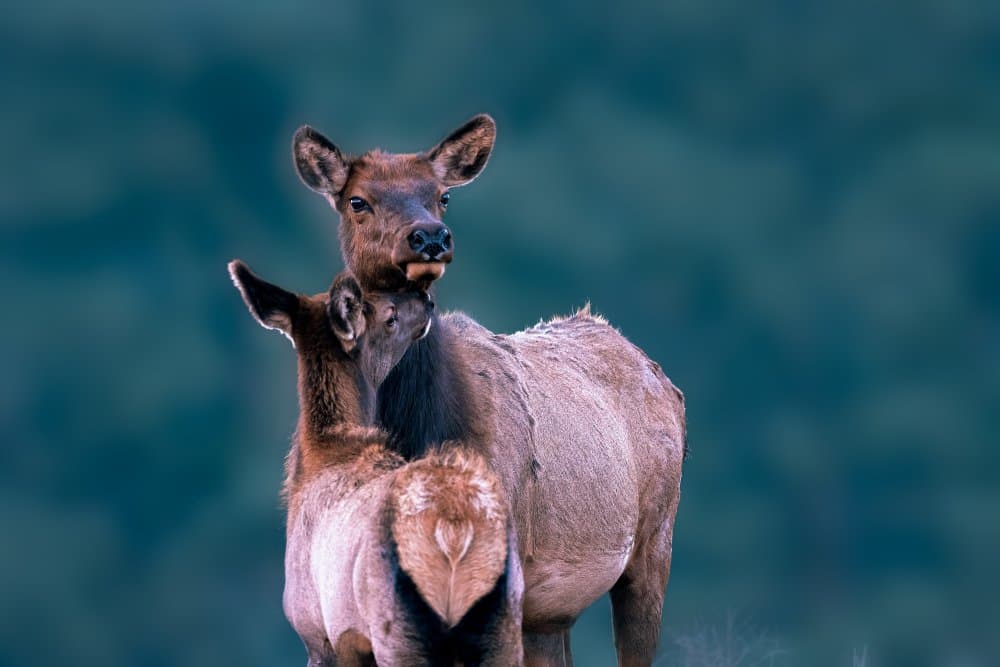 Elk Mother and Calf by Siyu_Wei APA — canvas wall art