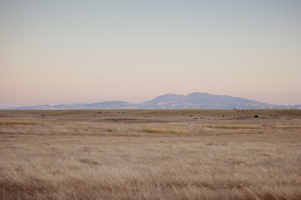 Golden Plains and Mountains by Crystal Lynn Collins — canvas wall art