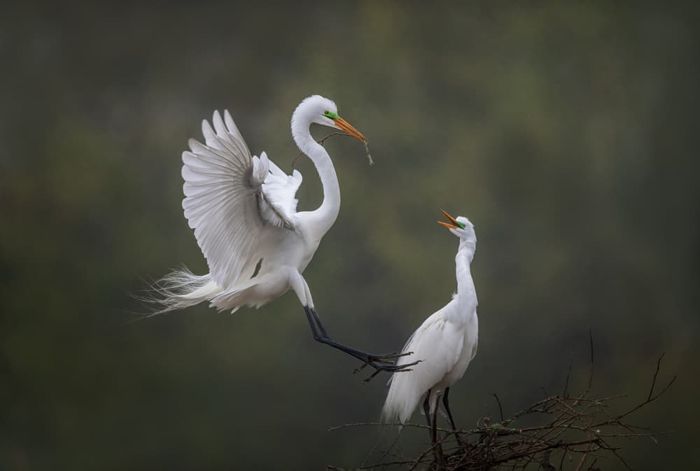 Egrets Courtship Dance by Sheila Xu — canvas wall art