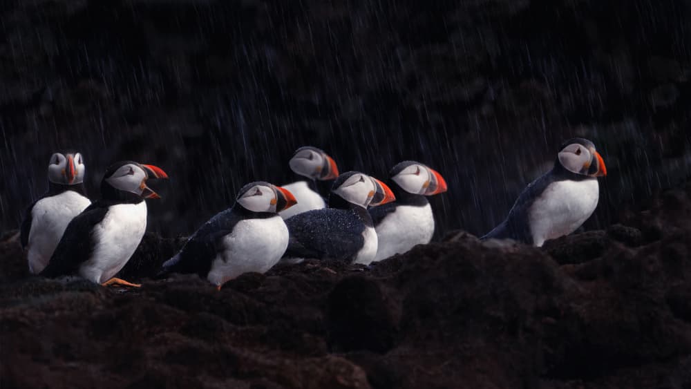 Puffins in the Rain by Qing Zhao — canvas wall art