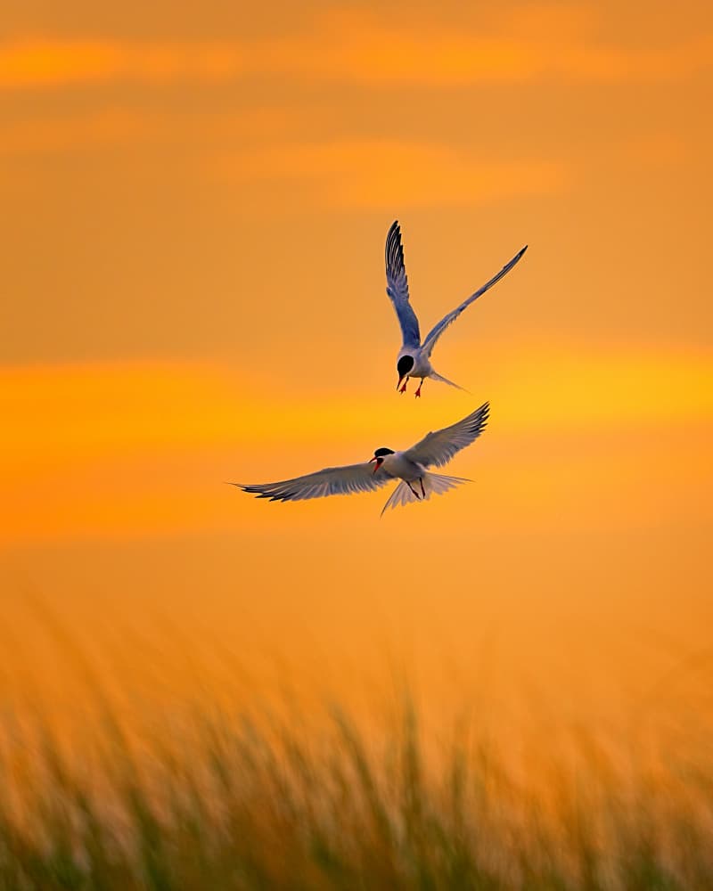 Golden Hour Terns by Siyu_Wei APA — canvas wall art