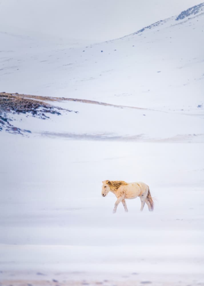 Solitary Winter Horse by HIRAK BHATTACHARJEE — canvas wall art