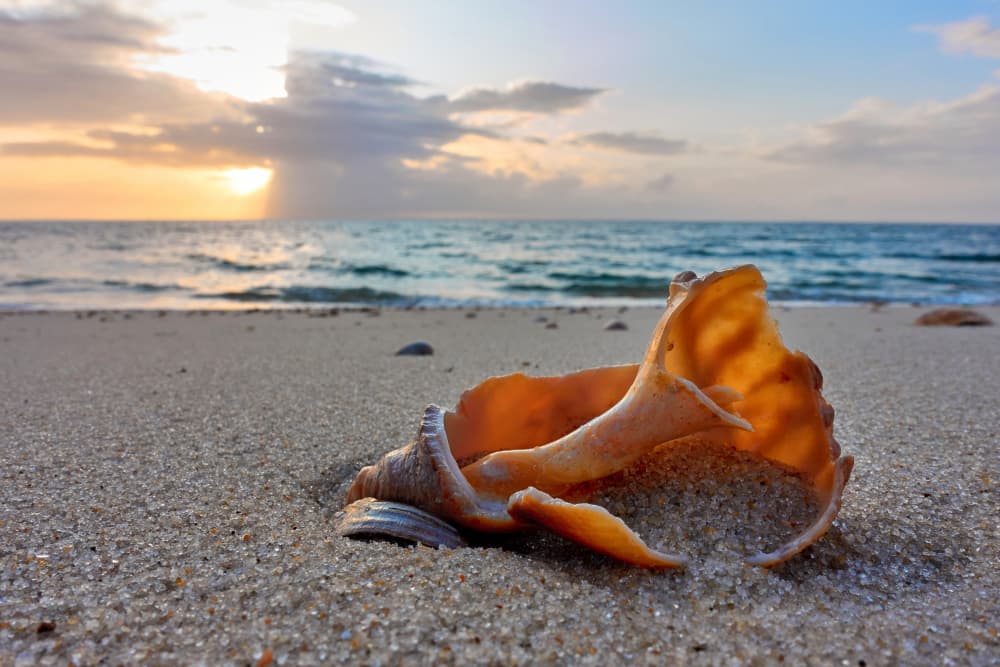 Broken Seashell Sunset Beach by Bodo Balzer — canvas wall art