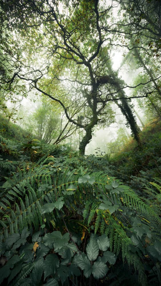 Tree World by Stefan Hefele — canvas wall art