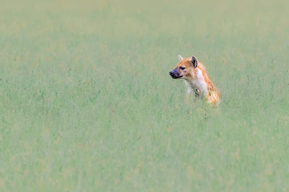 Hyena in Green Grass by Jun Zuo — canvas wall art