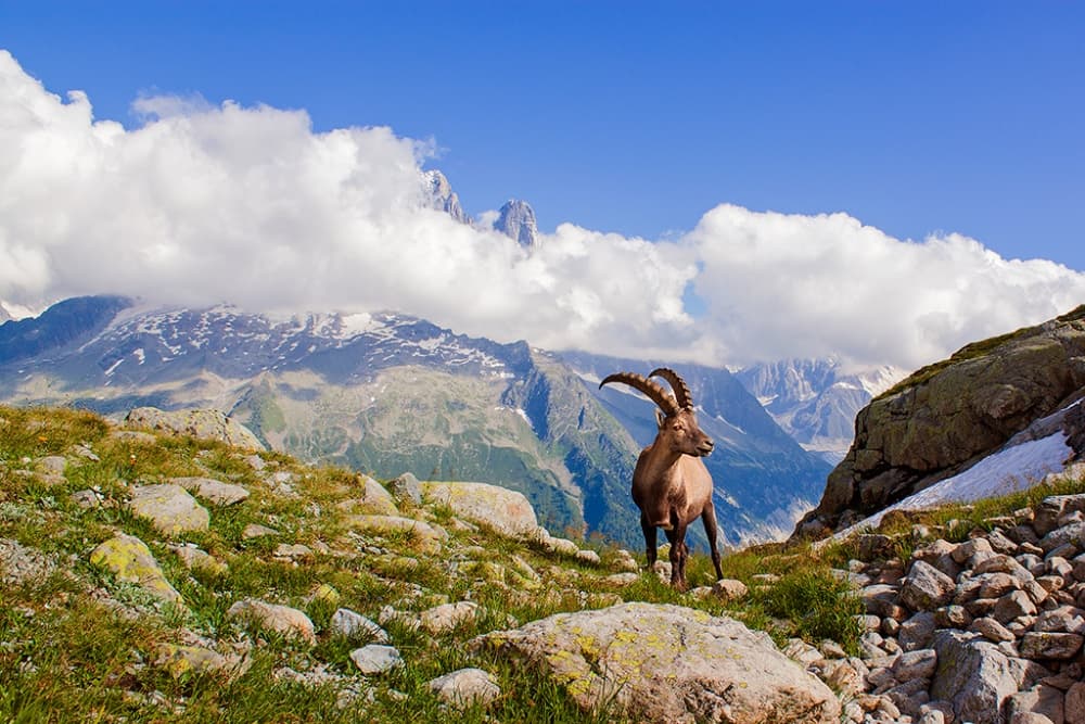 Majestic Mountain Ibex by Mircea Costina — canvas wall art