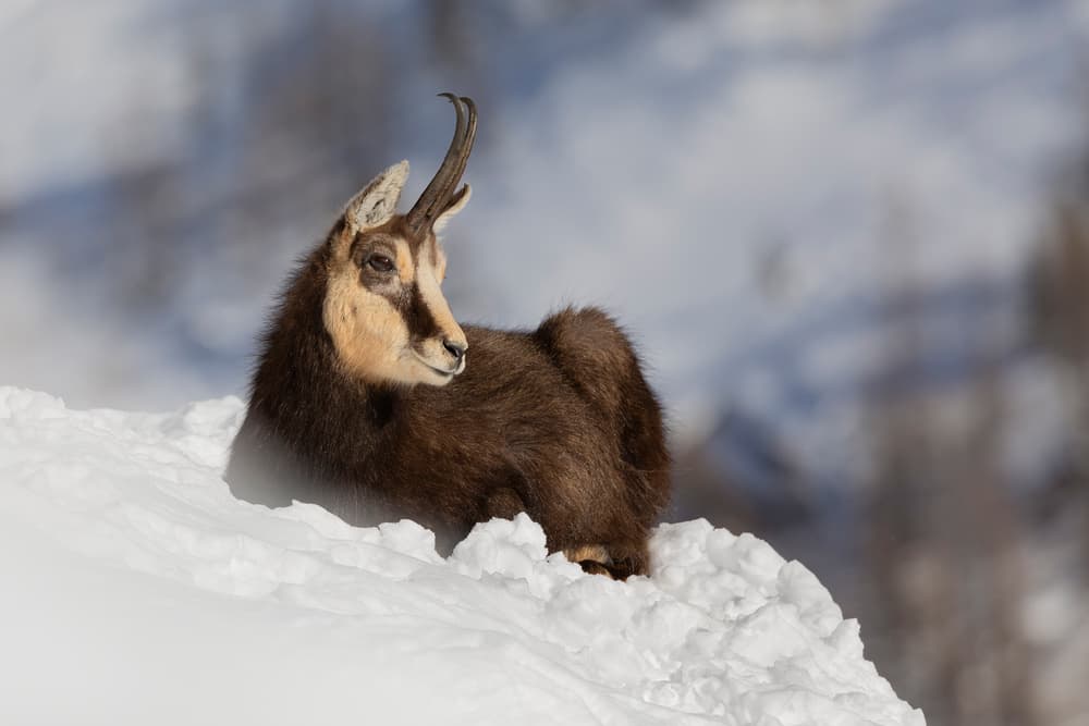 Alpine Chamois in Snow by Paolo Bolla — canvas wall art