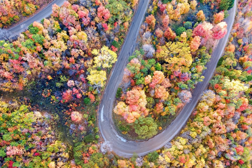 Vibrant Autumn Forest Road by Amanda Abel — canvas wall art