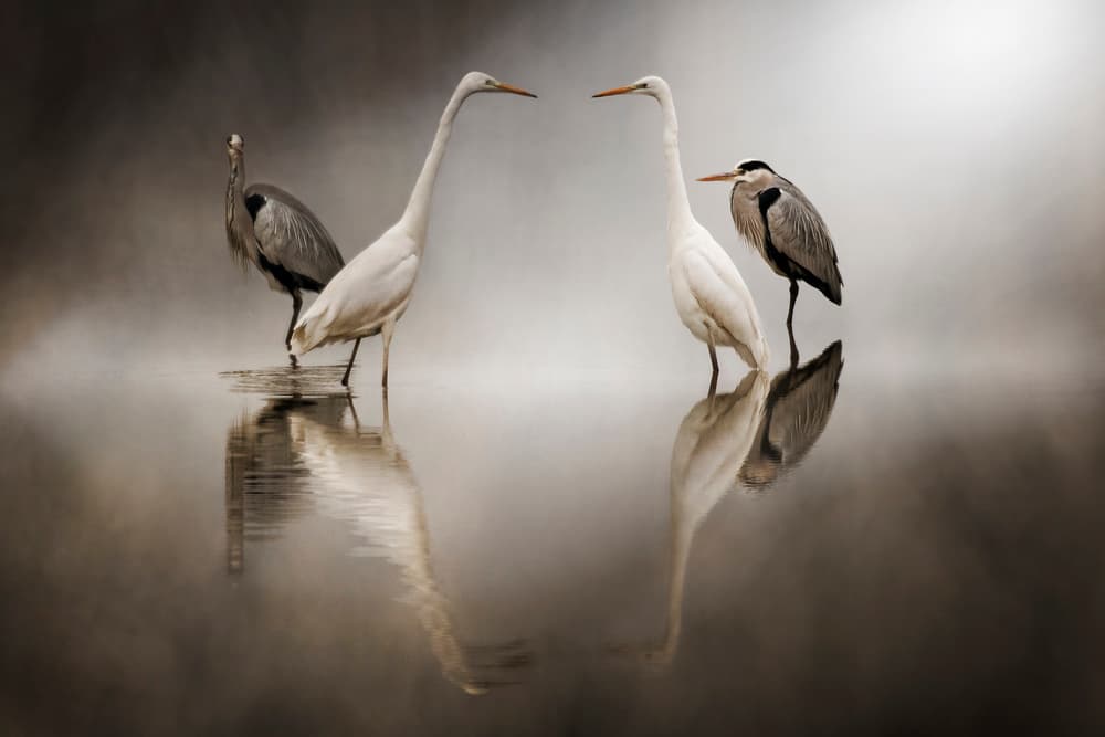 Misty Herons and Egrets by Alberto Ghizzi Panizza — canvas wall art