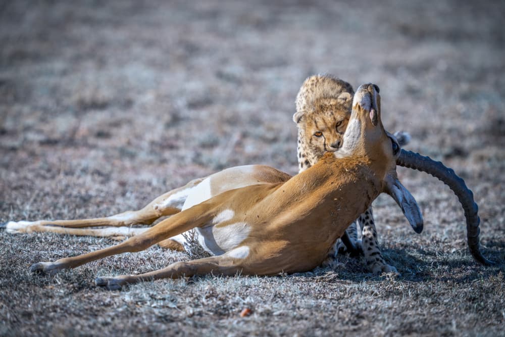Cheetah Hunts Gazelle by tianhuayu — canvas wall art