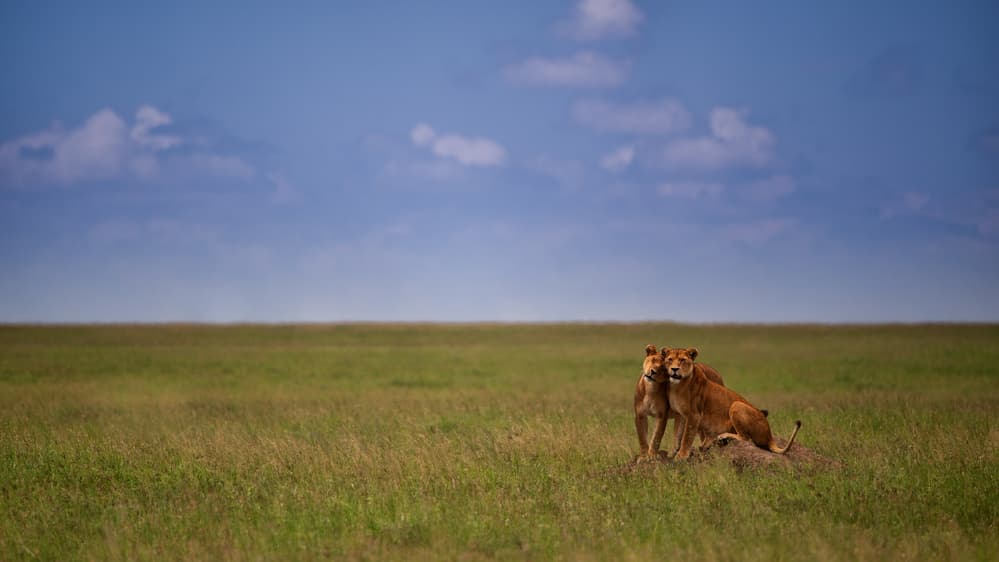 African Lion Companions by Mohammed Alnaser — canvas wall art