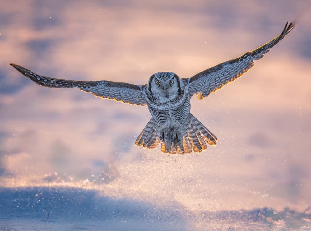 Majestic Owl Winter Flight by Yuan Su — canvas wall art